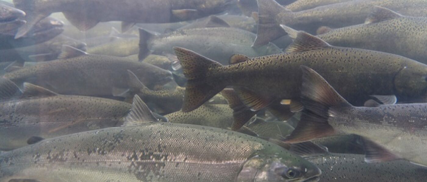 Fish swimming