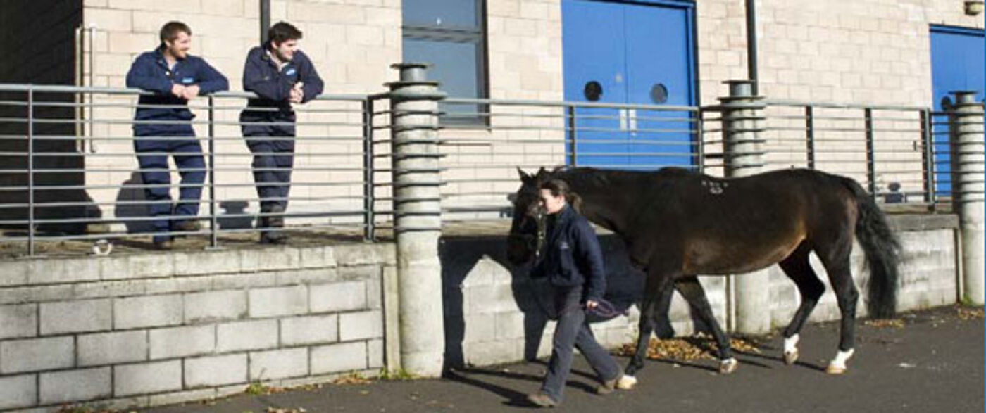 Weipers Centre Equine Hospital