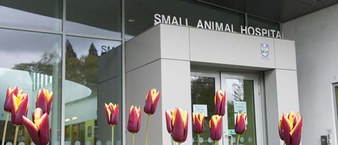 Image of the front of the small animal hospital with tulips out front