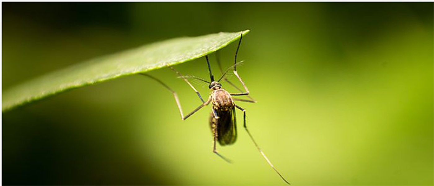 Image of a mosquito attached to a leaf