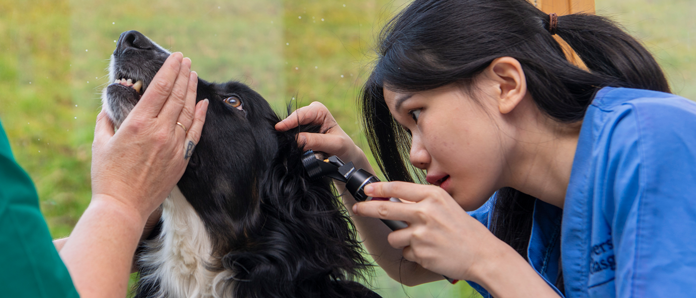 Veterinary Medicine & Surgery student