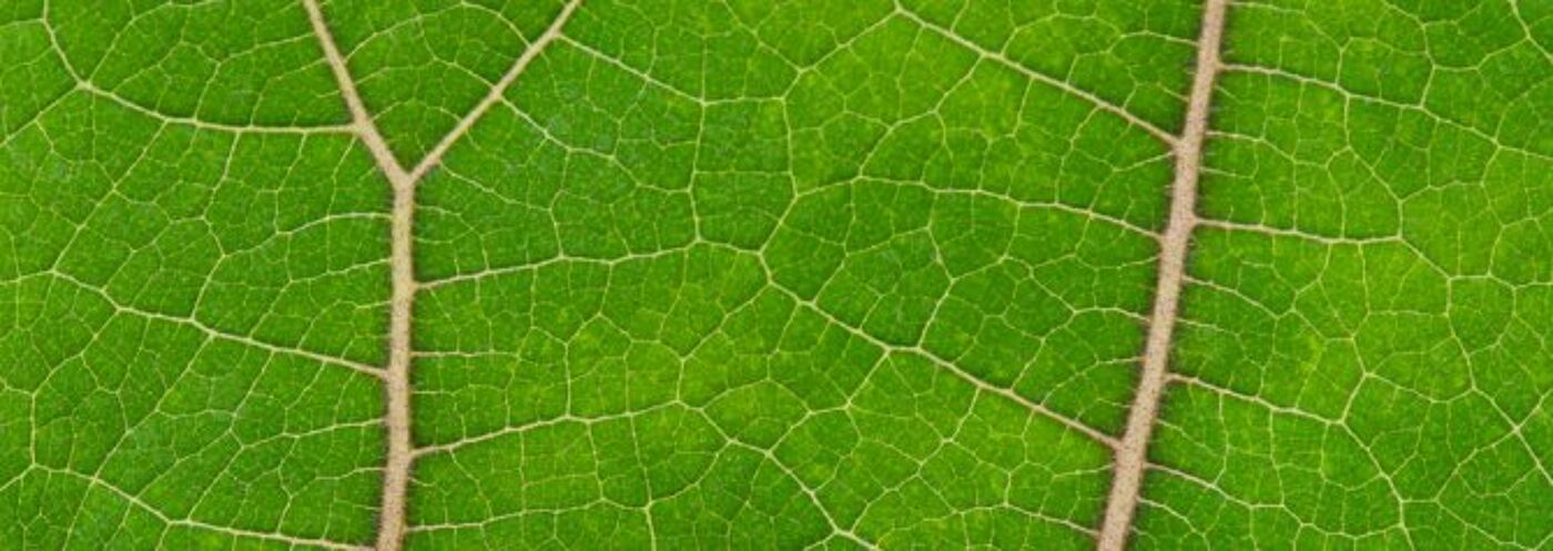 Texture of bright green leaf close-up