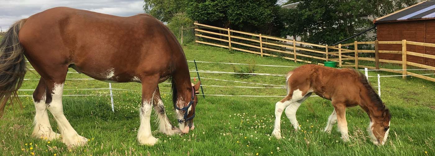 Horses Grazing, Animal Nutrition, Postgraduate Online Distance Learning