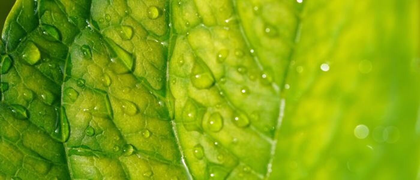 Leaf in the sunlight with raindrops