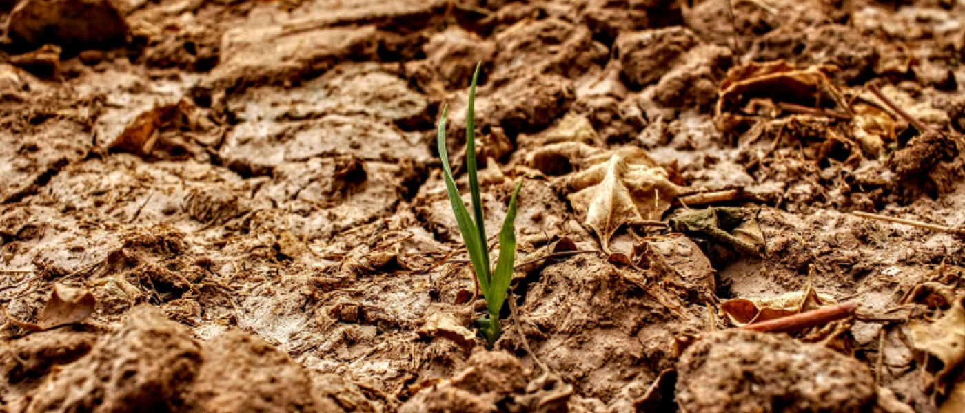 Decorative image of dry land with a small plant growth