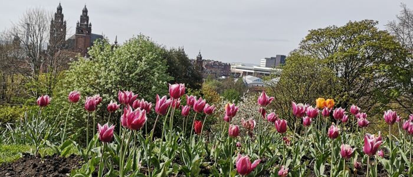 photo of spring flowers