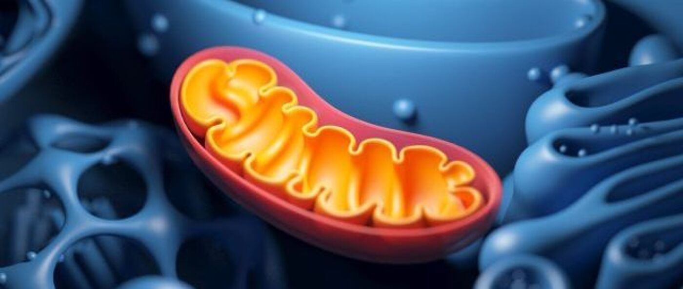 An illustration of mitochondria