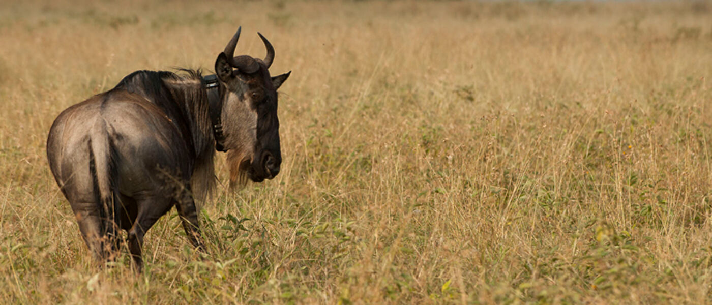 wildebeest