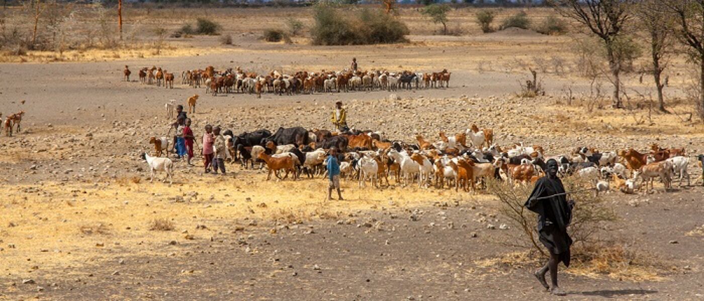 Farmers herd cattle in Tanzania