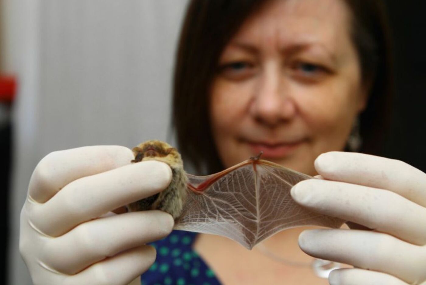 wonderful world of bats