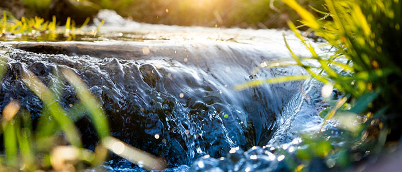 Close up of river with foliage