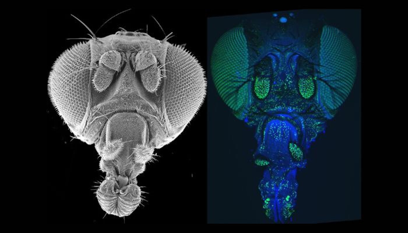 Fly Head - SEM vs Fluor_AJD and GIF