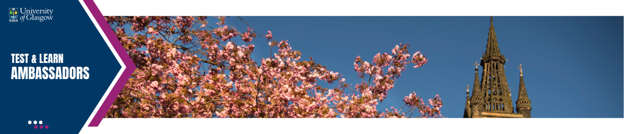 Pink cherry blossoms with the university tower in the background