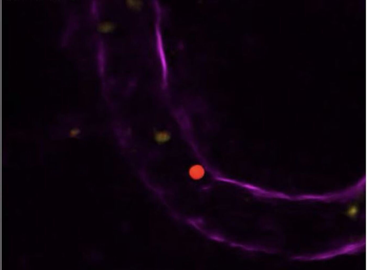 picture of a cell in the microscope