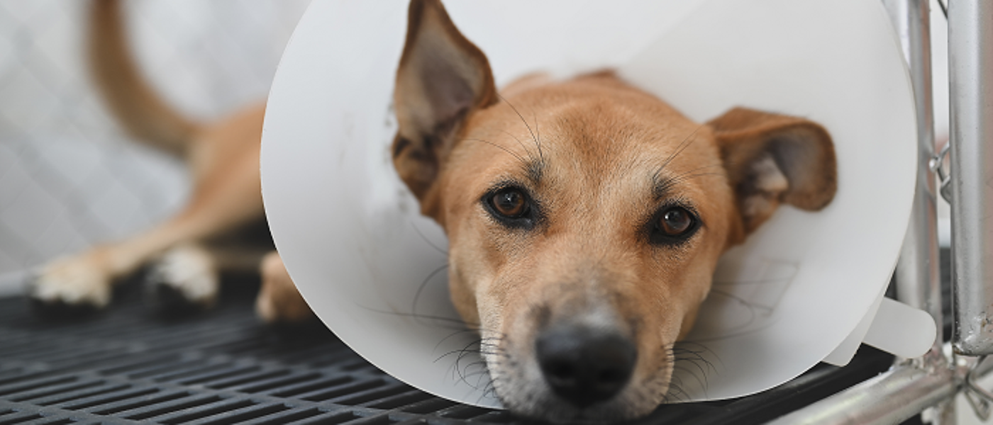 Dog wearing cone around neck
