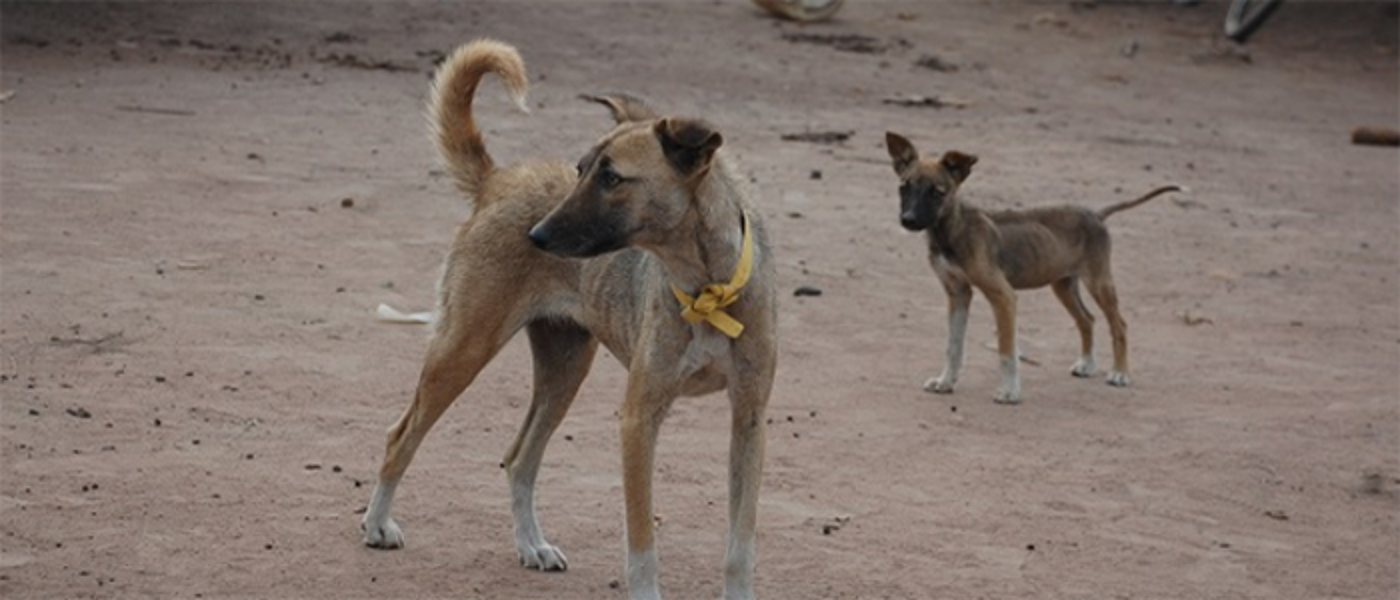 Image of two dogs outdoors in Africa