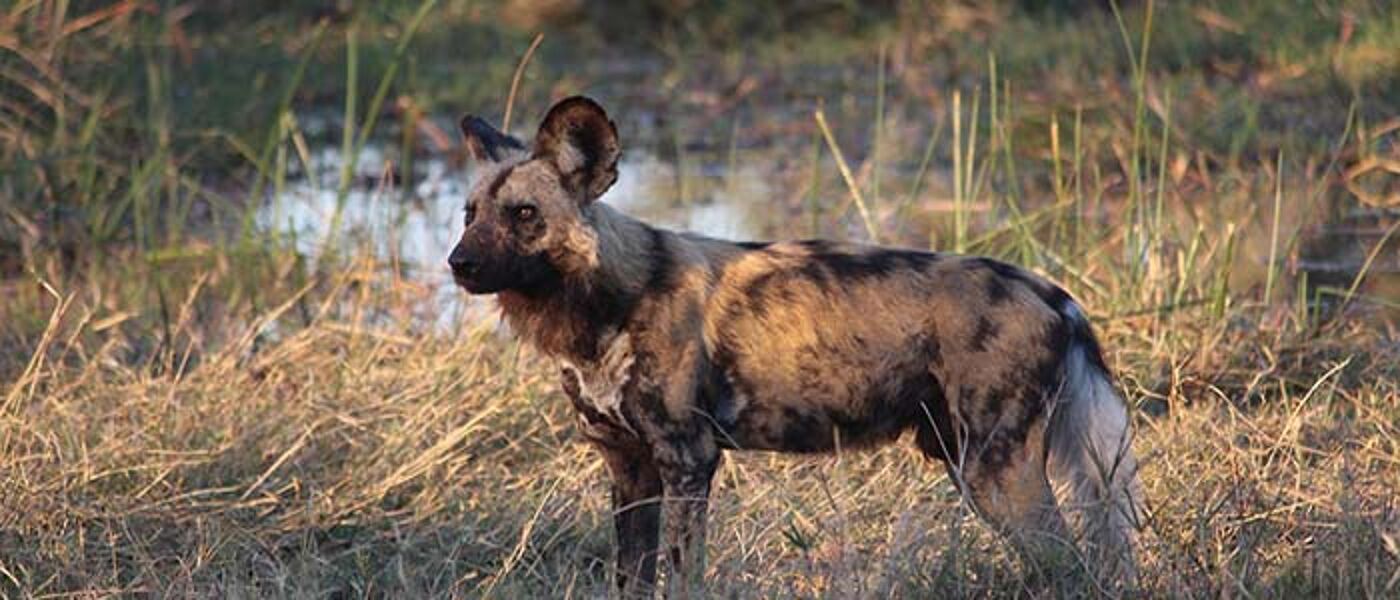 Image of a wild dog in Africa on the plain