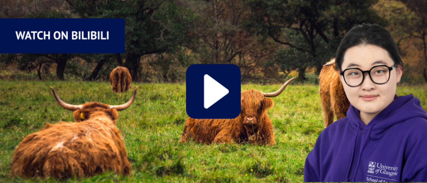 Highland cows in a field with headshot of woman