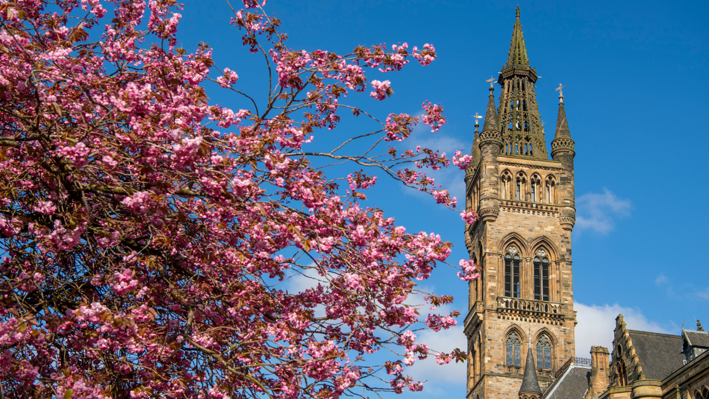 Gilbert Scott Tower with Cherry Blossoms