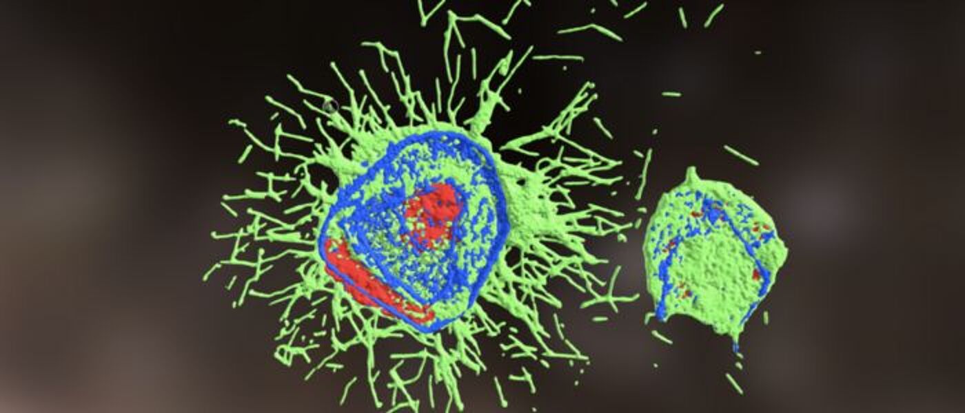 Influenza infecting cells