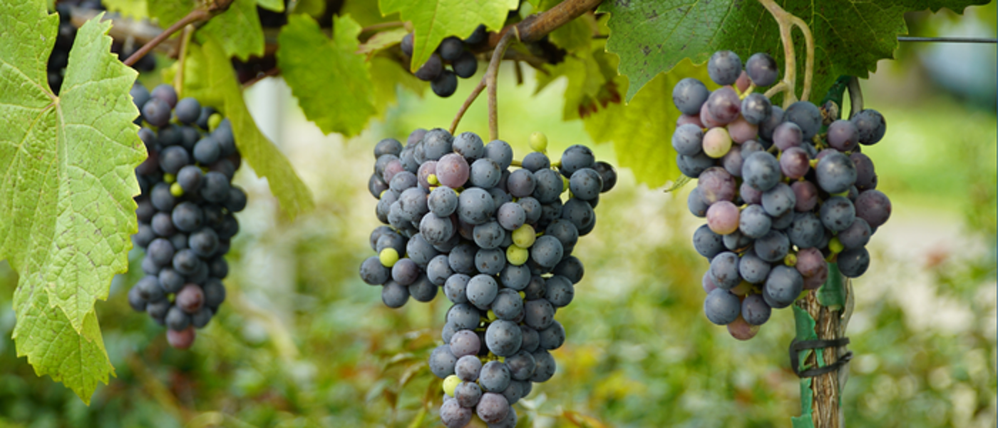 Clusters of dark grapes hanging from a vine