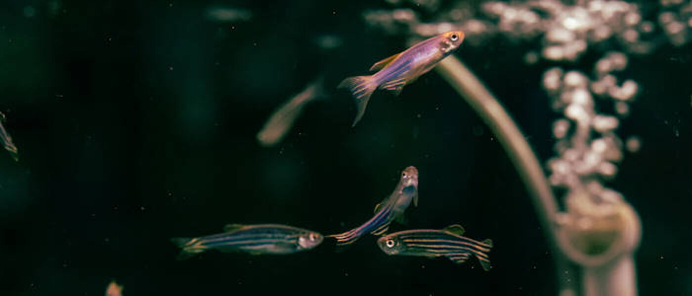 A shoal of zebrafish swimming in an aquarium, four fish can be seen, one is closer to the surface than the others. A stream of bubbles can be seen in the background.