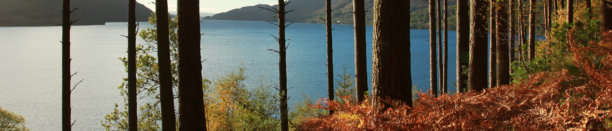 Loch Lomond as seen through the trees