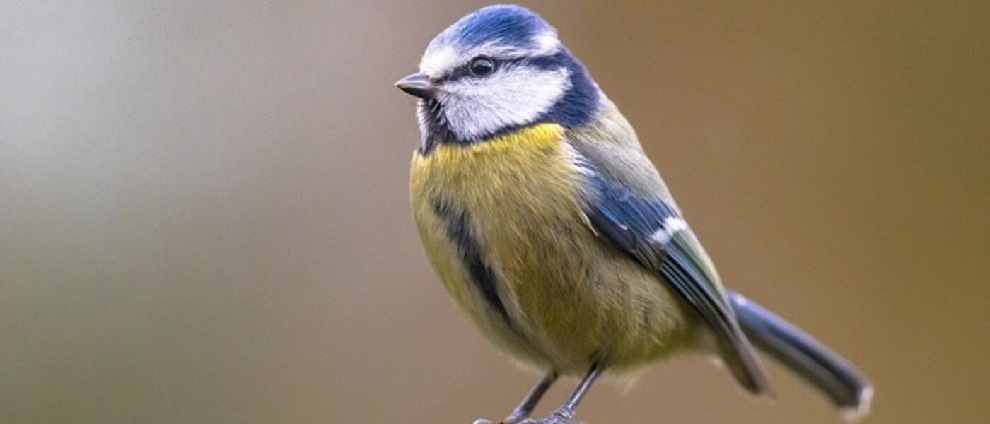 Yellow and Blue Bird