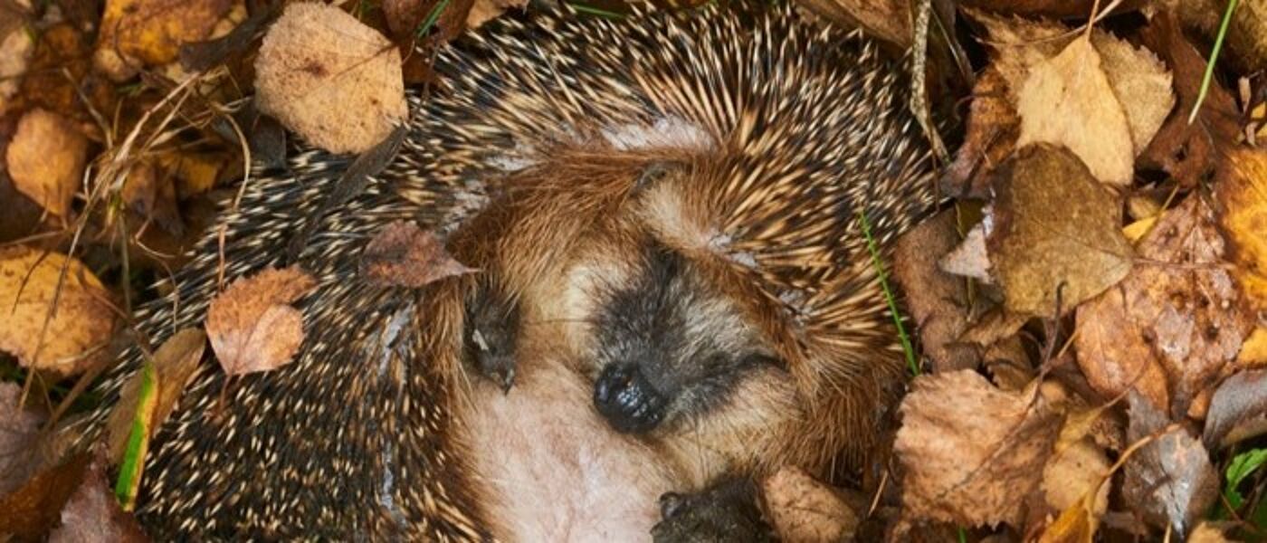 Hedgehog on bed on leaves