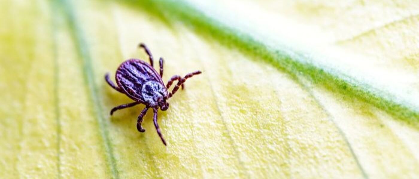 Tick on leaf