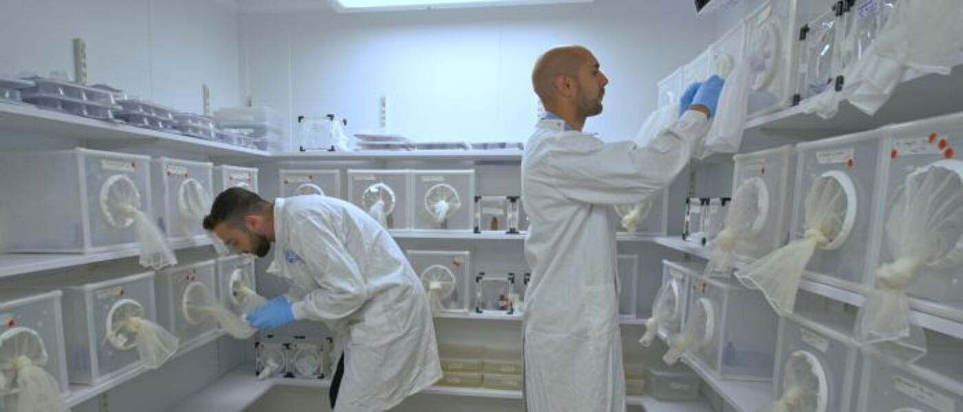 Scientists working in an insectary examining mosquitos inside enclosed containers on shelving units.