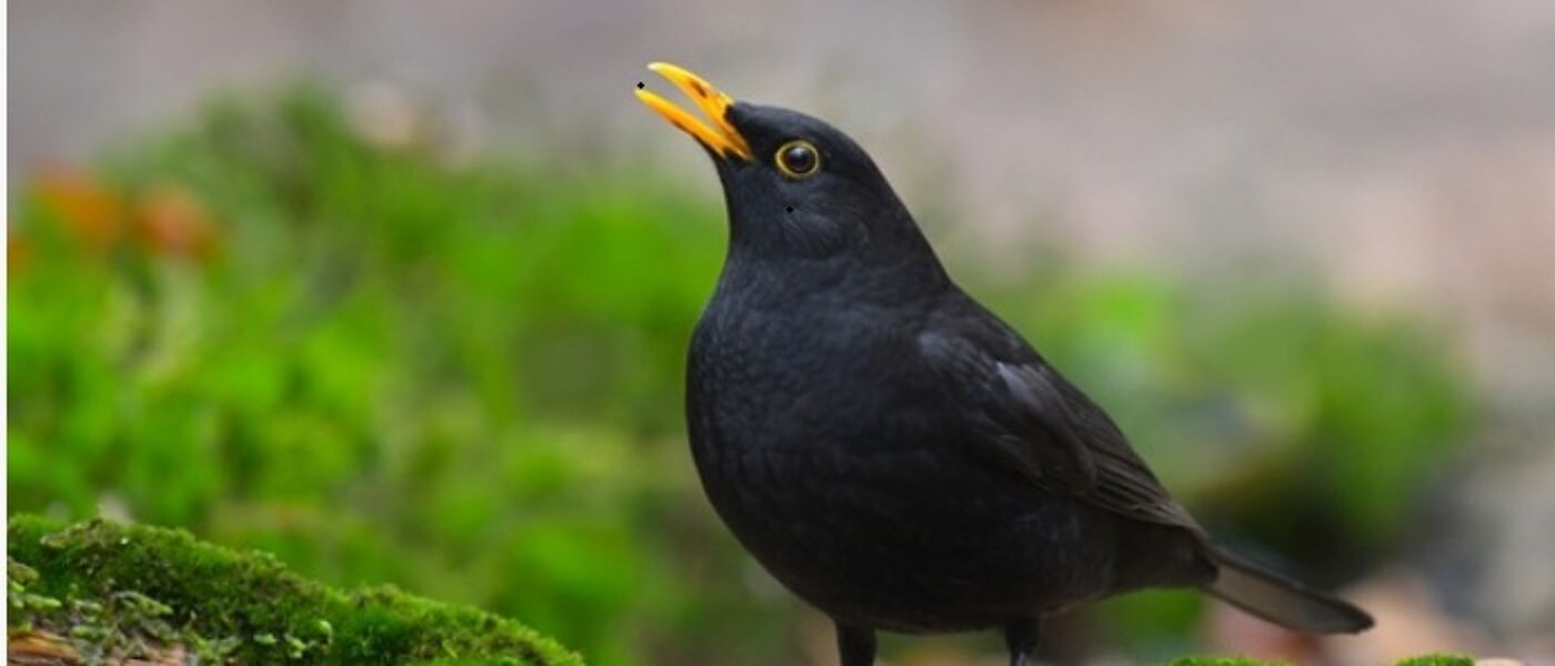 Blackbird sitting on a branch next to water