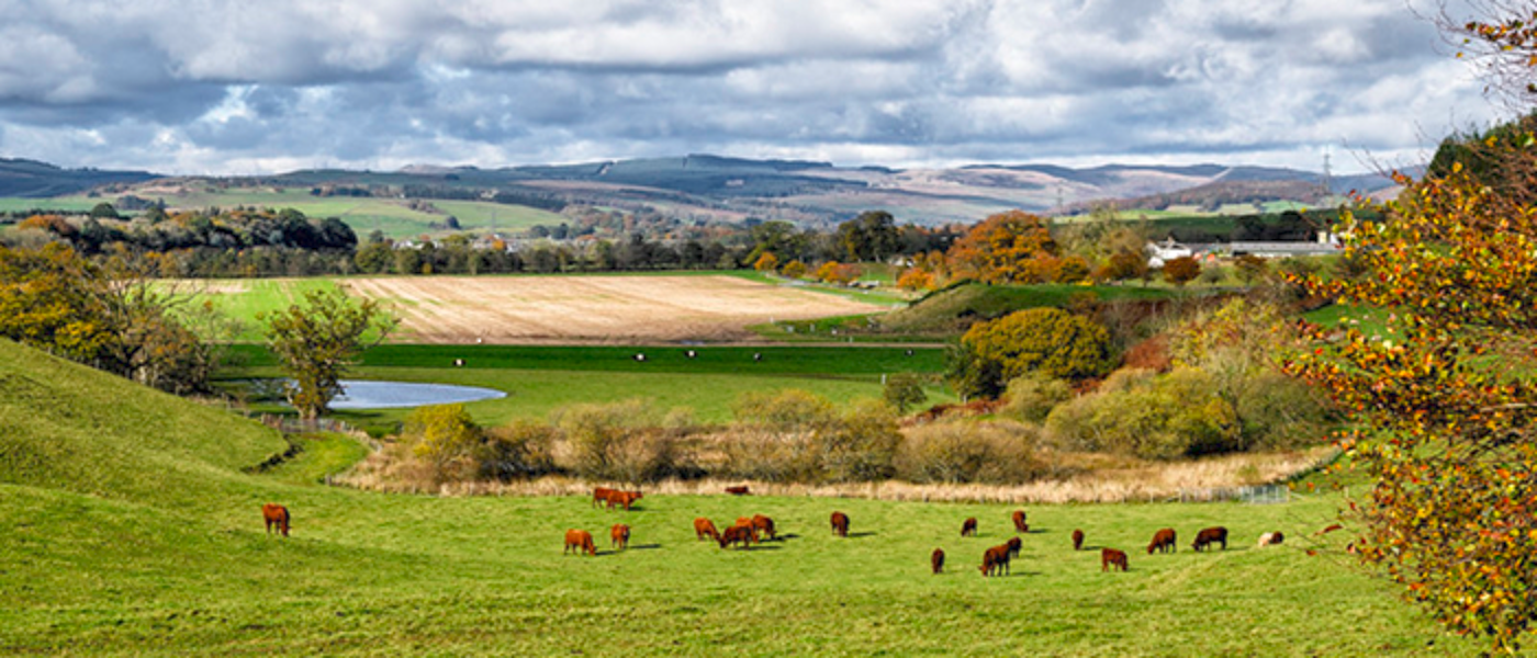 A green field in Scotland containing around 20 highland cows.