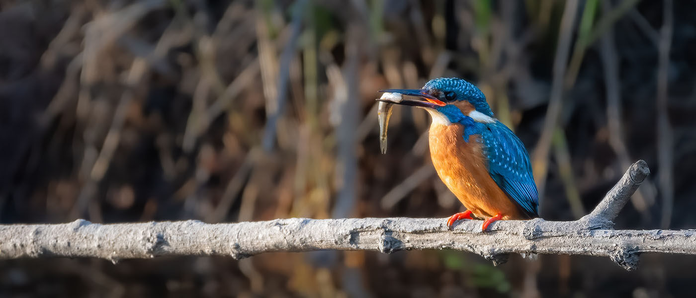 kingfisher sitting on a branch eating a small fish in nature