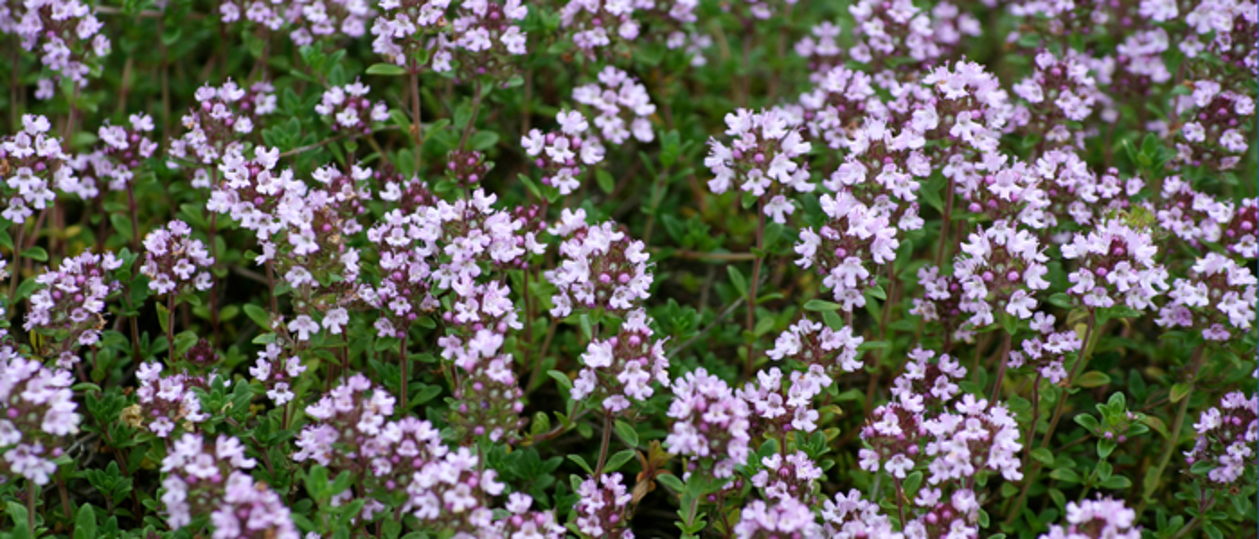 Thyme in full flower