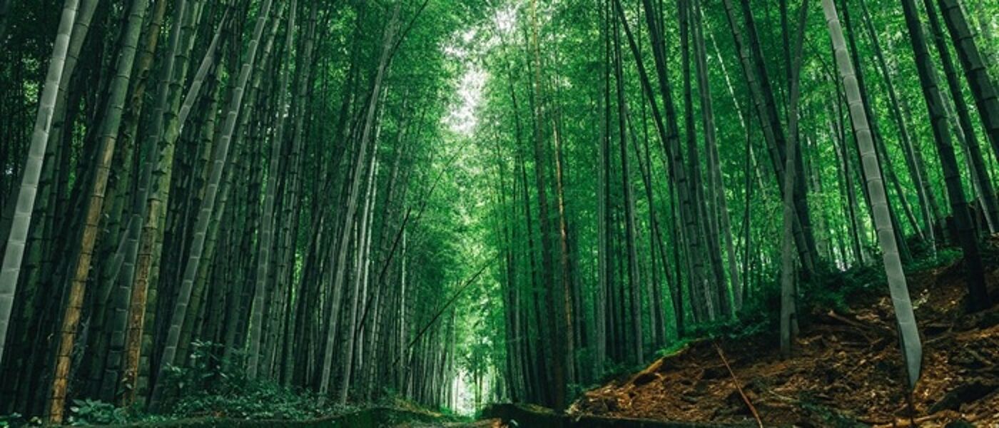 tropical forest