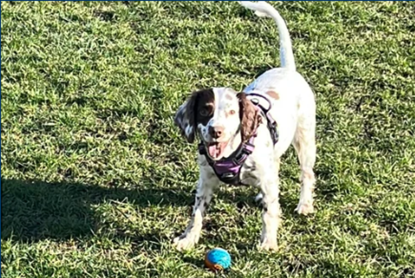 Image of a white and black mixed breed medium sized dog playing with a ball on grass