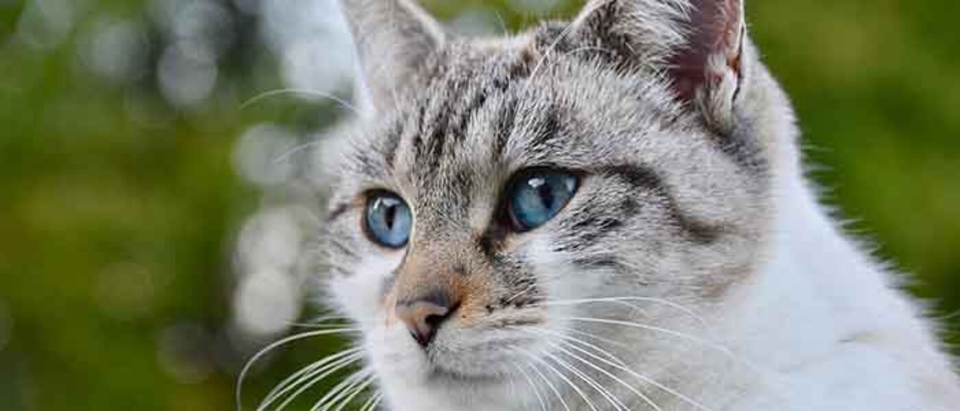 Cat with mottled grey and white fur and blue eyes against a blurred background