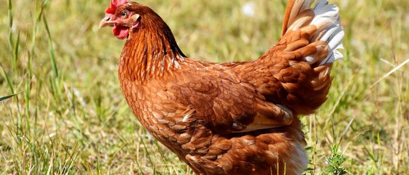 A chicken in a field
