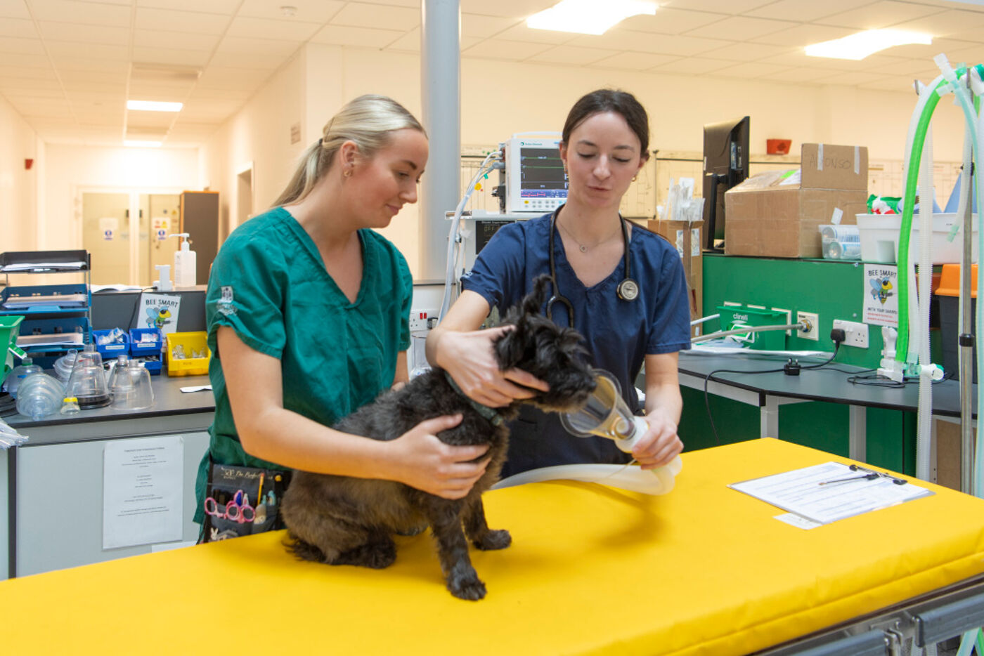 Two people in scrubs in a clinical setting. They are giving oxygen to a dog that is sat on a medical bed.