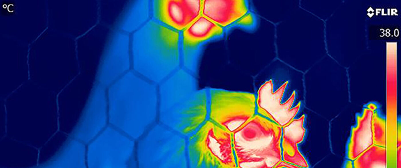 Institute of Biodiversity, Animal Health and Comparative Medicine