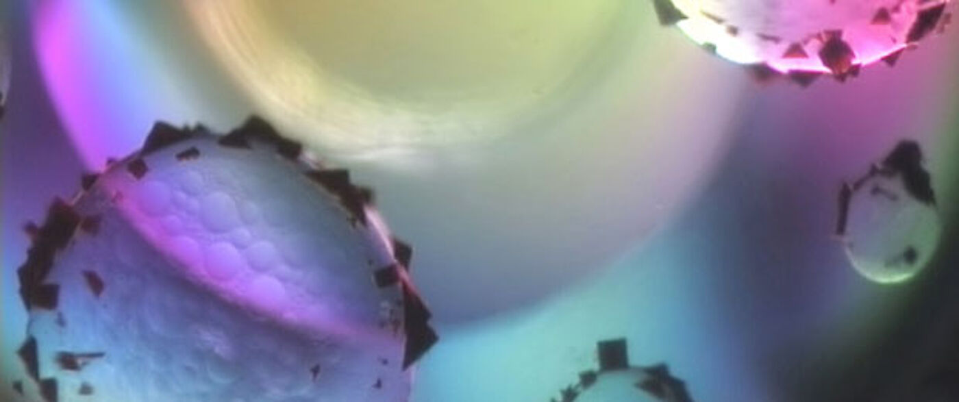 Institute of Molecular, Cell and Systems Biology