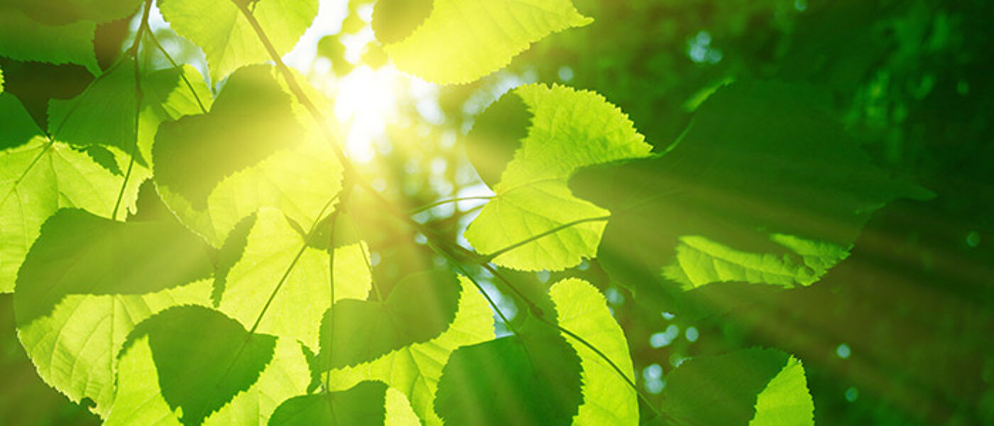 Leaves in sunlight