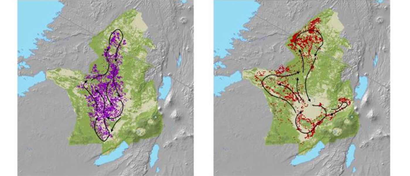 Migration patterns zebra wildebeest