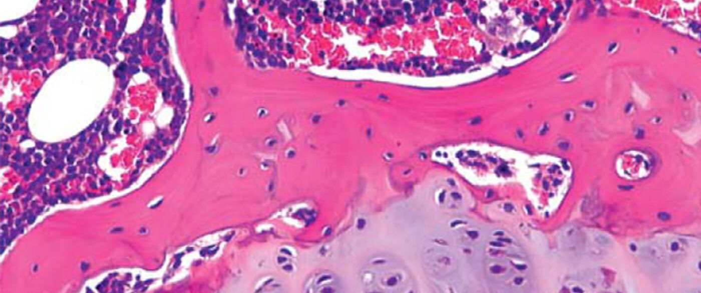 Veterinary Diagnostic Services