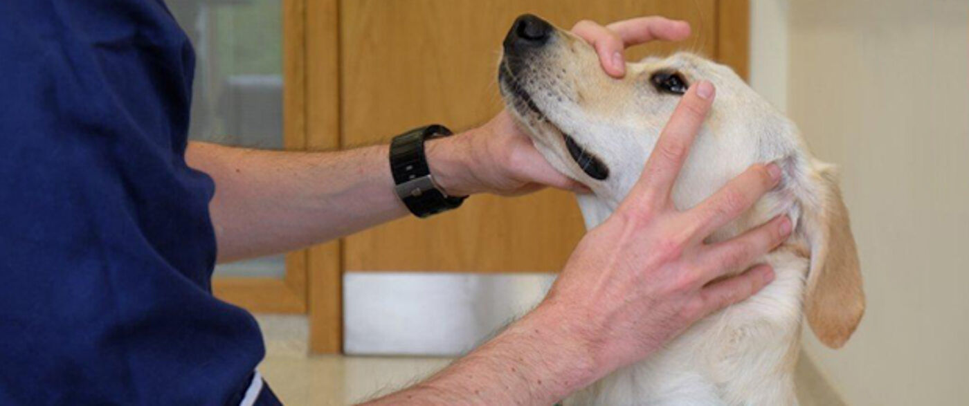 Small Animal Hospital