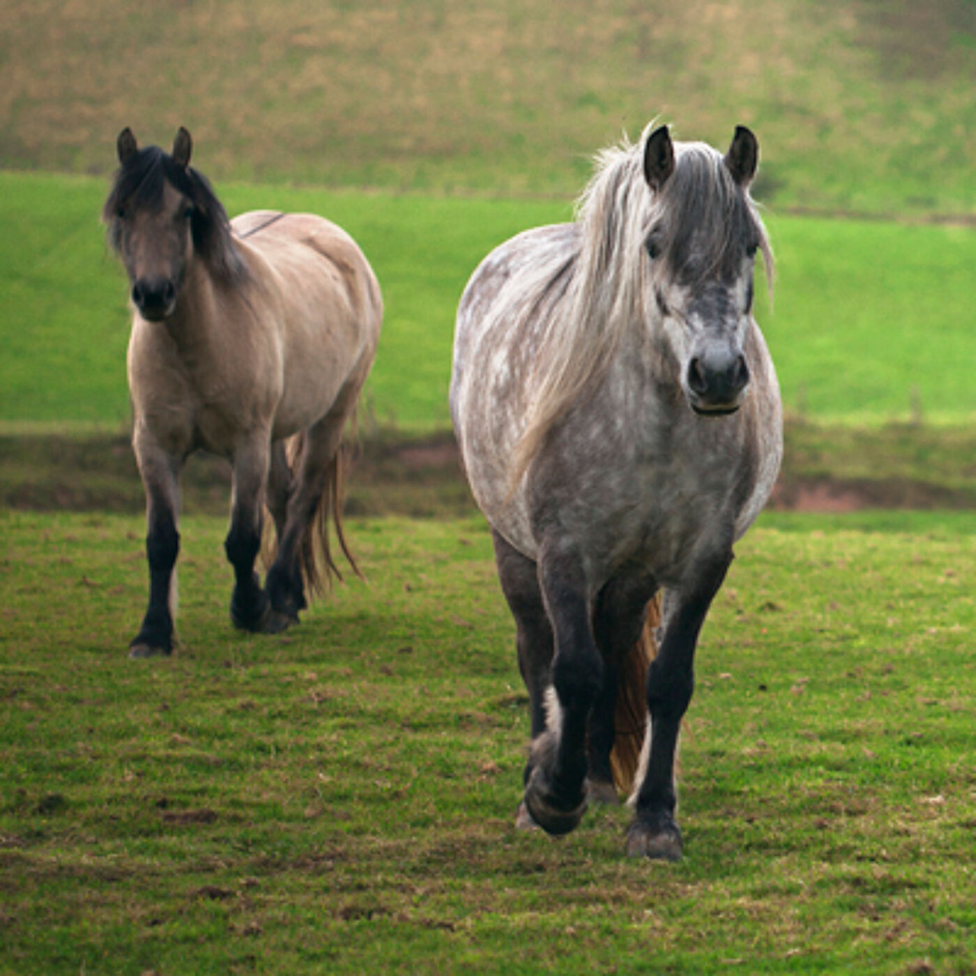 Horses (Permission granted)