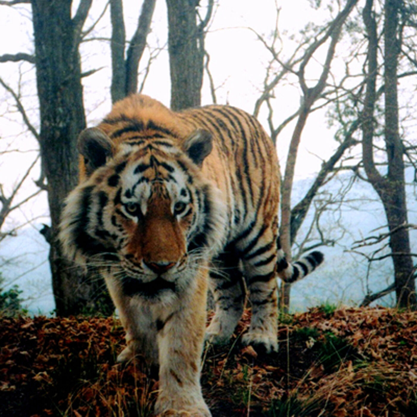 CDV Amur tiger taken by a camera trap. Credit: WCS Russia Programme