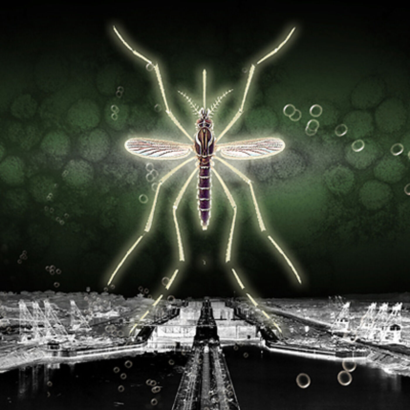Dengue mosquito Aedes aegypti