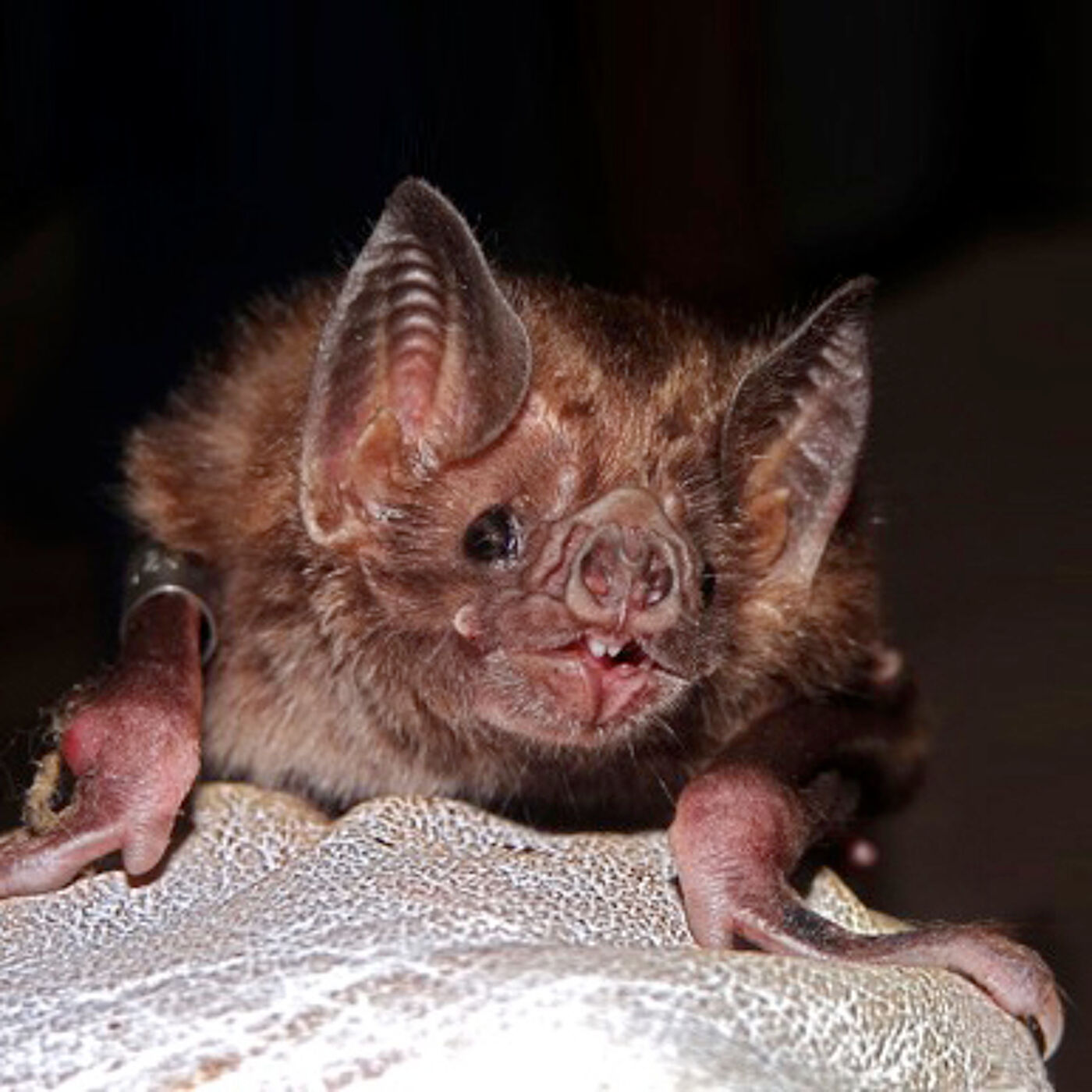 Vampire bat. Credit: Daniel Streicker